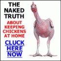 Chicken keeping secrets